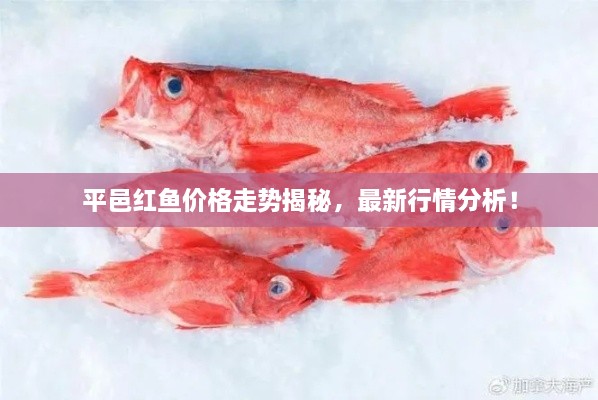 平邑紅魚價(jià)格走勢(shì)揭秘，最新行情分析！