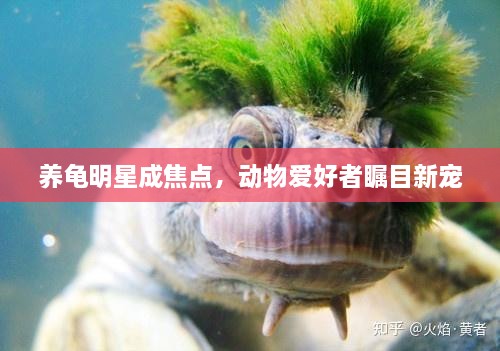 養(yǎng)龜明星成焦點(diǎn)，動(dòng)物愛(ài)好者矚目新寵