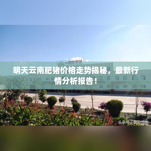 明天云南肥豬價格走勢揭秘，最新行情分析報告！