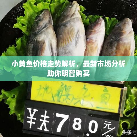 小黃魚價(jià)格走勢解析，最新市場分析助你明智購買