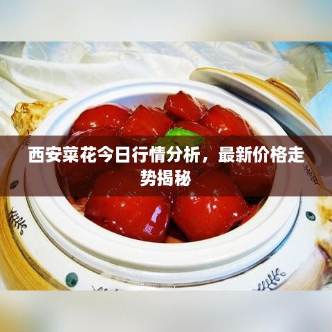 西安菜花今日行情分析，最新價(jià)格走勢(shì)揭秘