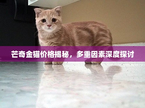 芒奇金貓價格揭秘，多重因素深度探討