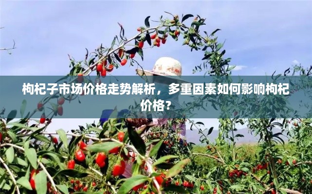 枸杞子市場(chǎng)價(jià)格走勢(shì)解析，多重因素如何影響枸杞價(jià)格？