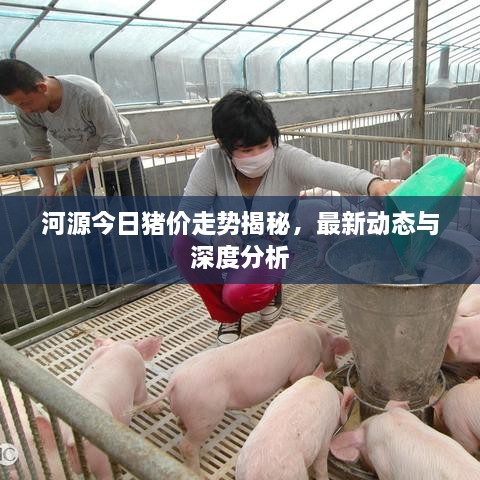 河源今日豬價走勢揭秘，最新動態(tài)與深度分析