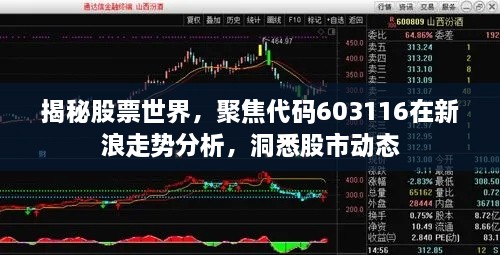 揭秘股票世界，聚焦代碼603116在新浪走勢分析，洞悉股市動態(tài)