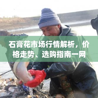 石膏花市場(chǎng)行情解析，價(jià)格走勢(shì)、選購(gòu)指南一網(wǎng)打盡