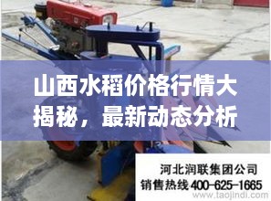 山西水稻價(jià)格行情大揭秘，最新動(dòng)態(tài)分析！