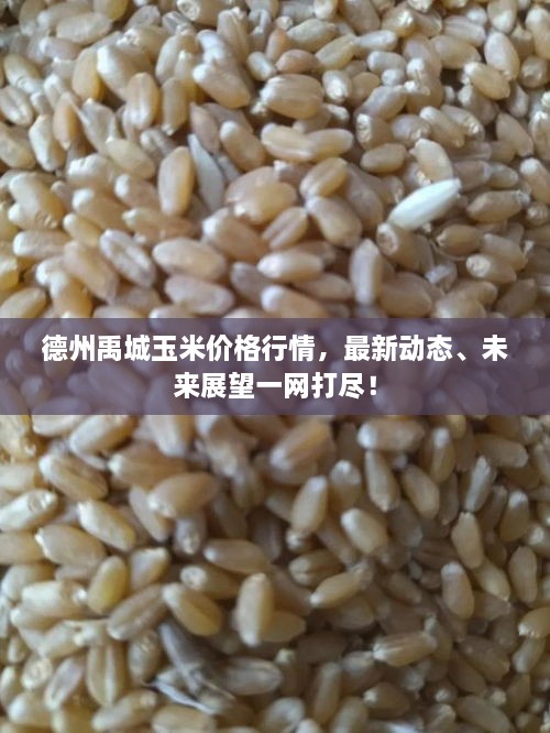 德州禹城玉米價(jià)格行情，最新動(dòng)態(tài)、未來(lái)展望一網(wǎng)打盡！