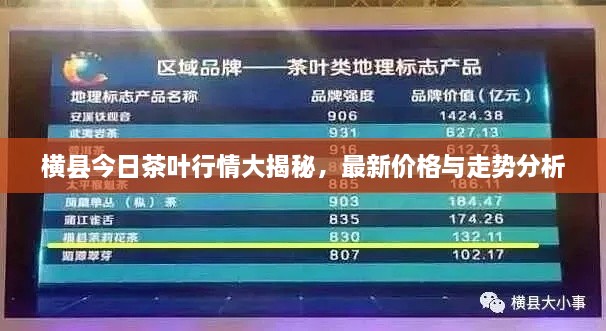 橫縣今日茶葉行情大揭秘，最新價格與走勢分析