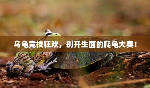 烏龜競技狂歡，別開生面的爬龜大賽！