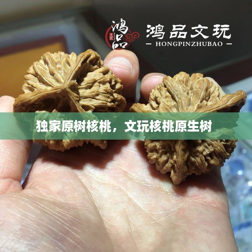 獨家原樹核桃，文玩核桃原生樹 