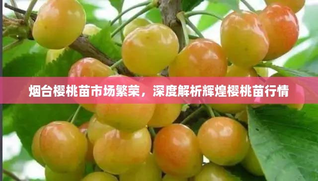 煙臺(tái)櫻桃苗市場(chǎng)繁榮，深度解析輝煌櫻桃苗行情