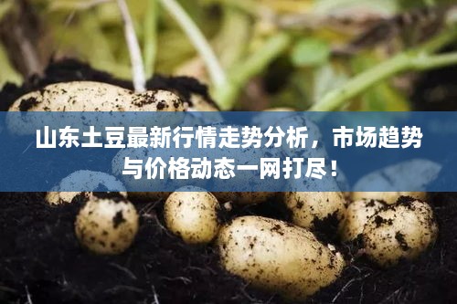 山東土豆最新行情走勢分析，市場趨勢與價格動態(tài)一網(wǎng)打盡！