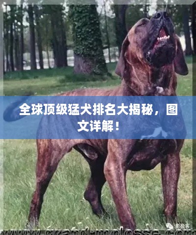 全球頂級猛犬排名大揭秘，圖文詳解！