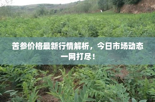 苦參價(jià)格最新行情解析，今日市場動(dòng)態(tài)一網(wǎng)打盡！