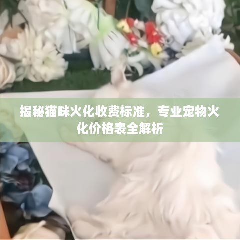 揭秘貓咪火化收費標準，專業(yè)寵物火化價格表全解析