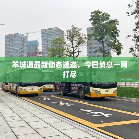 羊城通最新動態(tài)速遞，今日消息一網(wǎng)打盡