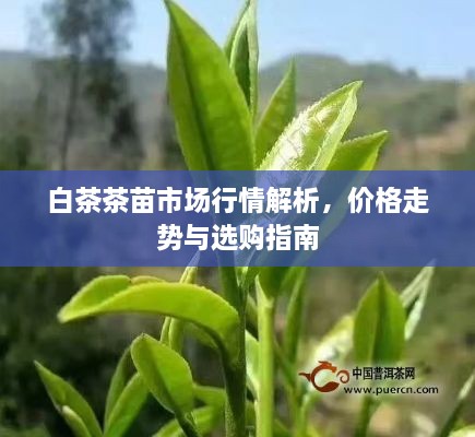 白茶茶苗市場(chǎng)行情解析，價(jià)格走勢(shì)與選購(gòu)指南
