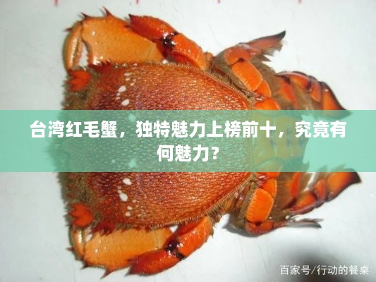 臺灣紅毛蟹，獨(dú)特魅力上榜前十，究竟有何魅力？