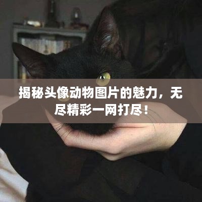 揭秘頭像動(dòng)物圖片的魅力，無盡精彩一網(wǎng)打盡！
