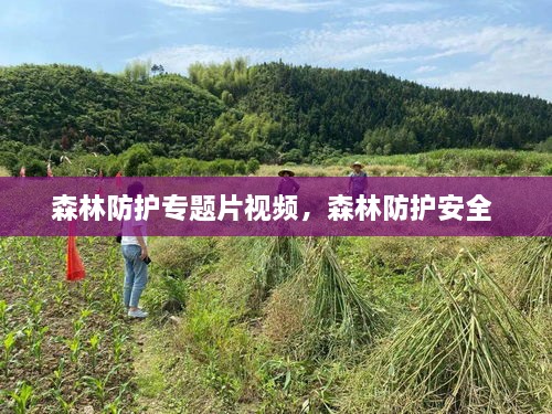 森林防護專題片視頻，森林防護安全 