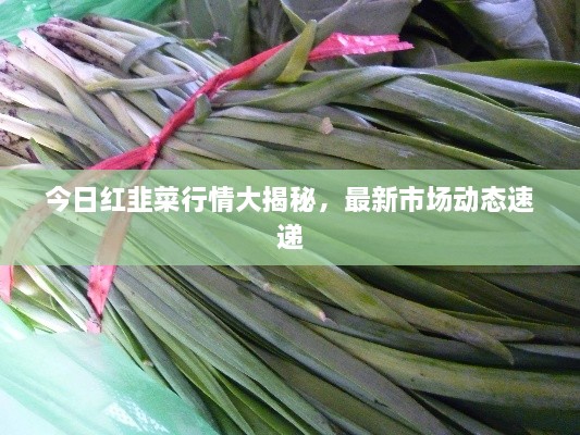 今日紅韭菜行情大揭秘，最新市場動態(tài)速遞