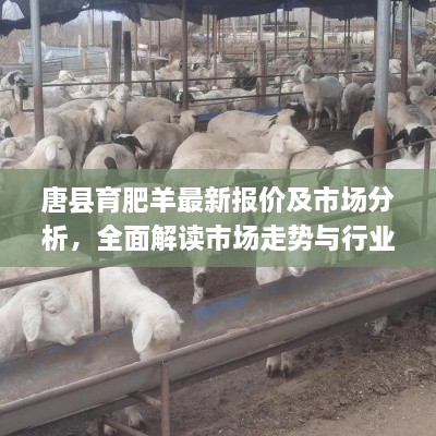 唐縣育肥羊最新報(bào)價(jià)及市場(chǎng)分析，全面解讀市場(chǎng)走勢(shì)與行業(yè)趨勢(shì)