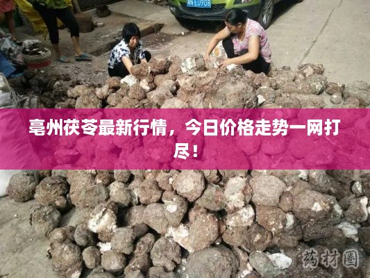 亳州茯苓最新行情，今日價(jià)格走勢一網(wǎng)打盡！