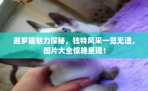 暹羅貓魅力探秘，獨(dú)特風(fēng)采一覽無(wú)遺，圖片大全驚艷呈現(xiàn)！