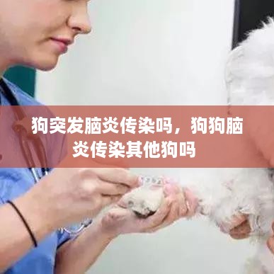 狗突發(fā)腦炎傳染嗎，狗狗腦炎傳染其他狗嗎 