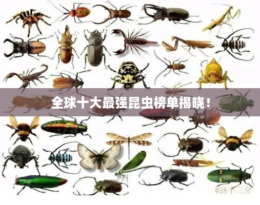 全球十大最強(qiáng)昆蟲(chóng)榜單揭曉！