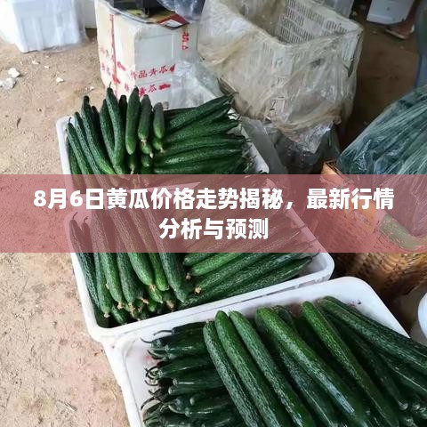 8月6日黃瓜價格走勢揭秘，最新行情分析與預(yù)測