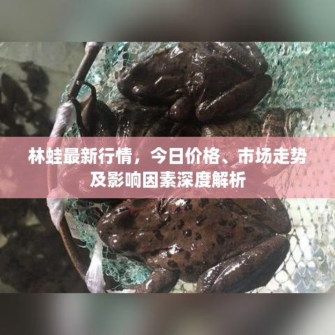 林蛙最新行情，今日價格、市場走勢及影響因素深度解析