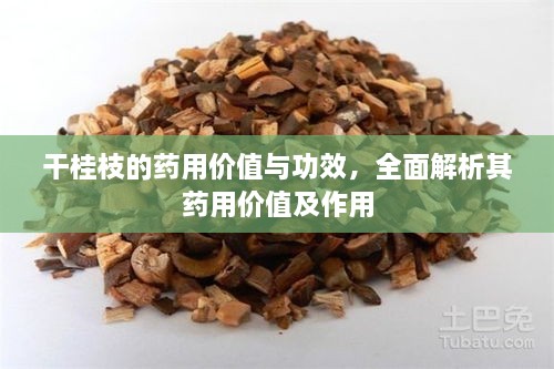 干桂枝的藥用價(jià)值與功效，全面解析其藥用價(jià)值及作用