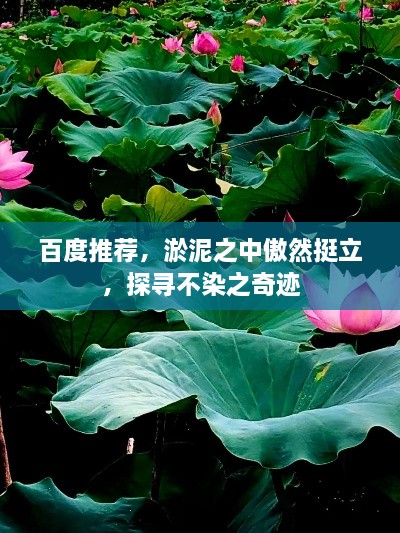 百度推薦，淤泥之中傲然挺立，探尋不染之奇跡