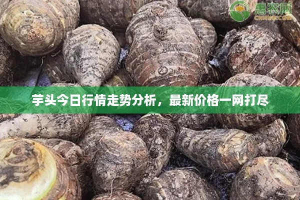 芋頭今日行情走勢分析，最新價格一網(wǎng)打盡