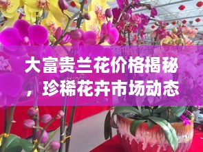 大富貴蘭花價(jià)格揭秘，珍稀花卉市場(chǎng)動(dòng)態(tài)與價(jià)值探究