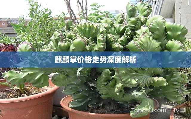 麒麟掌價(jià)格走勢深度解析