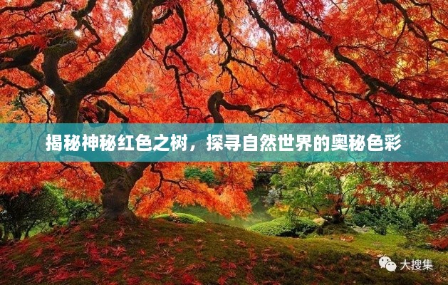 揭秘神秘紅色之樹(shù)，探尋自然世界的奧秘色彩
