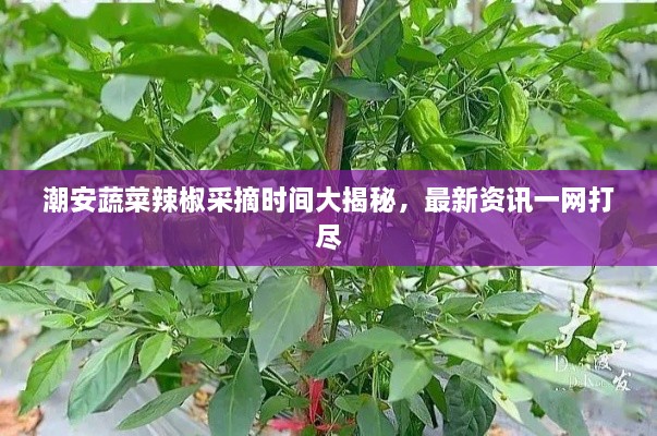 潮安蔬菜辣椒采摘時間大揭秘，最新資訊一網(wǎng)打盡