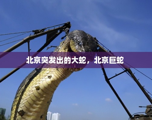 北京突發(fā)出的大蛇，北京巨蛇 