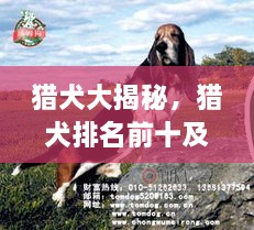 獵犬大揭秘，獵犬排名前十及詳細圖片介紹