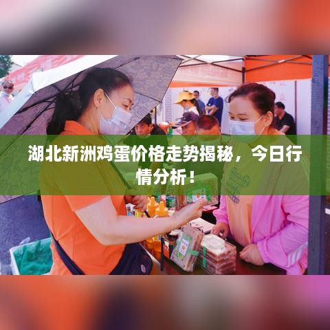 湖北新洲雞蛋價(jià)格走勢揭秘，今日行情分析！
