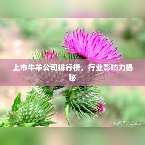 上市牛羊公司排行榜，行業(yè)影響力揭秘