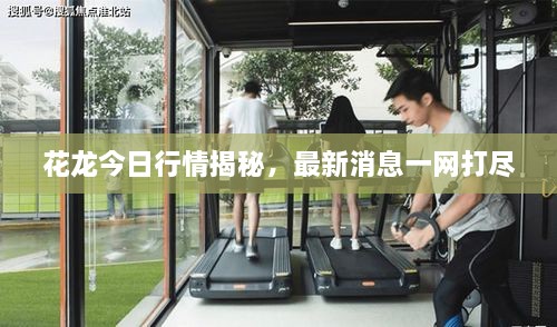 花龍今日行情揭秘，最新消息一網打盡