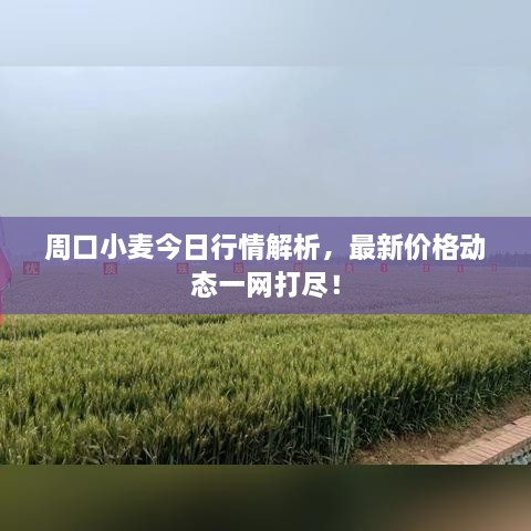 周口小麥今日行情解析，最新價格動態(tài)一網(wǎng)打盡！