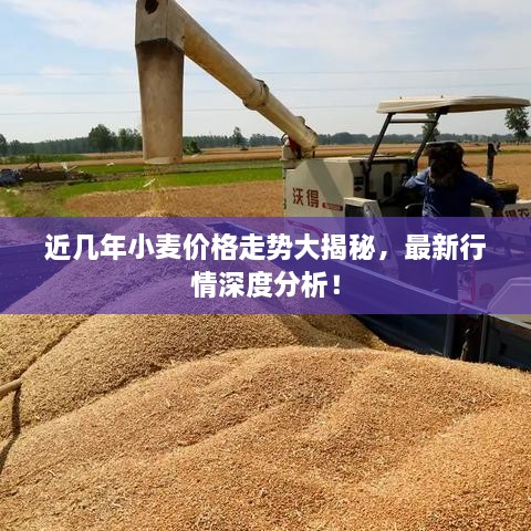 近幾年小麥價格走勢大揭秘，最新行情深度分析！