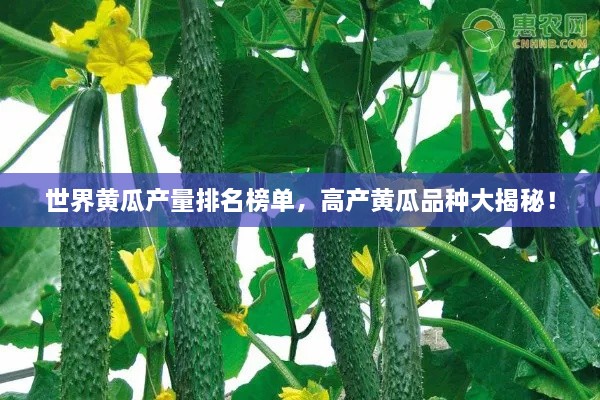 世界黃瓜產(chǎn)量排名榜單，高產(chǎn)黃瓜品種大揭秘！