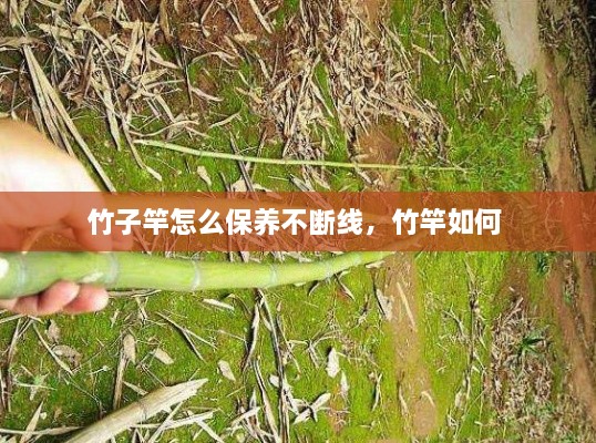 竹子竿怎么保養(yǎng)不斷線，竹竿如何 
