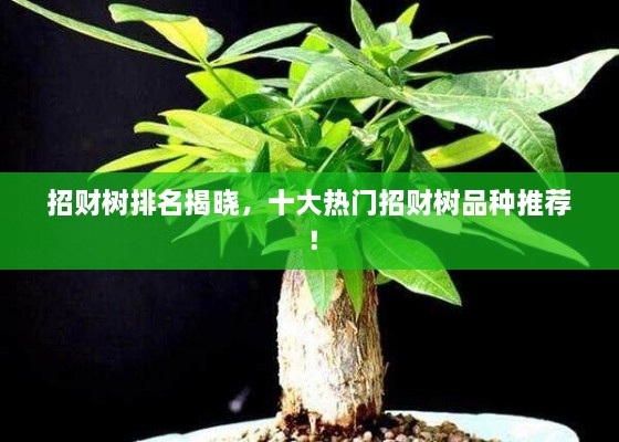 招財樹排名揭曉，十大熱門招財樹品種推薦！
